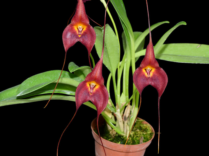 Masdevallia Dark Star