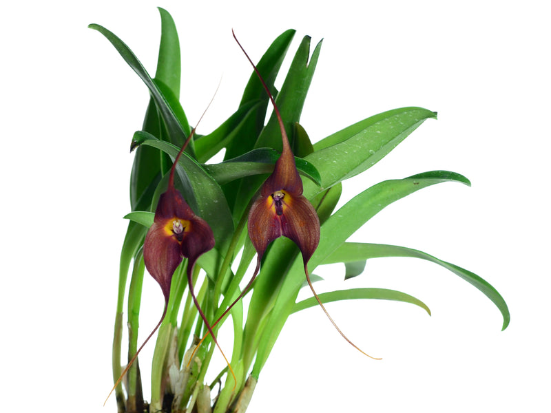 Masdevallia Dark Star
