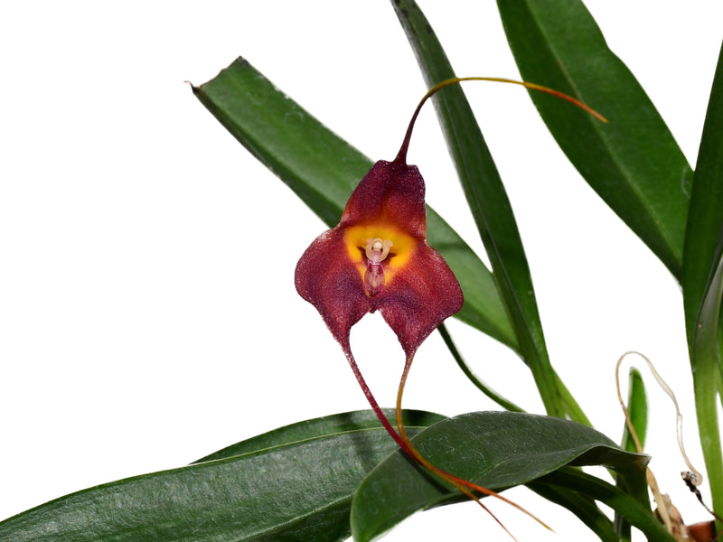 Masdevallia Dark Star