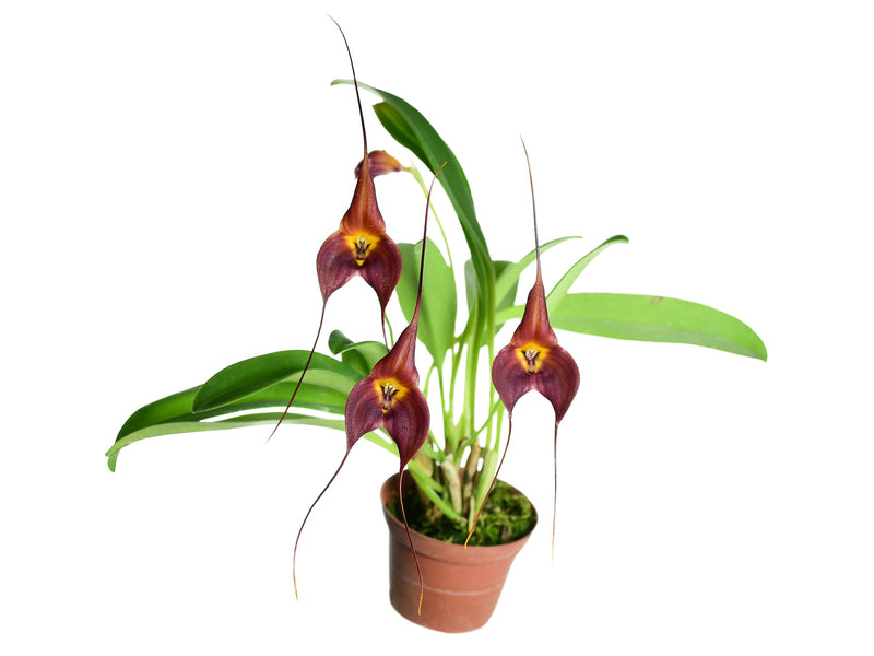 Masdevallia Dark Star
