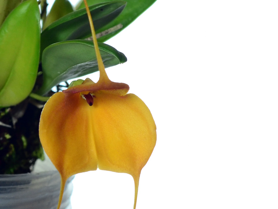 Masdevallia Dean Haas