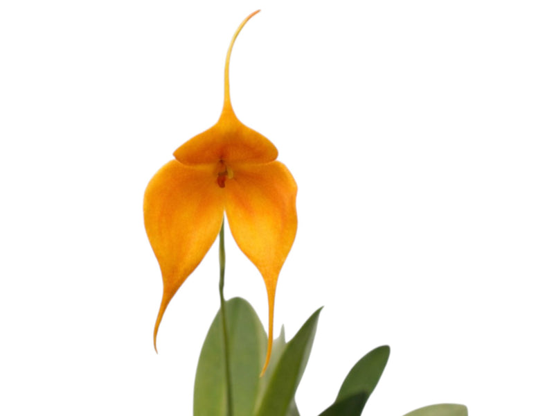 Masdevallia Dean Haas 'Rachel'
