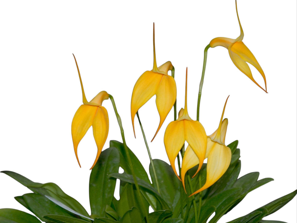 denis plants Masdevallia Denis Roessiger 'Sol Andino'