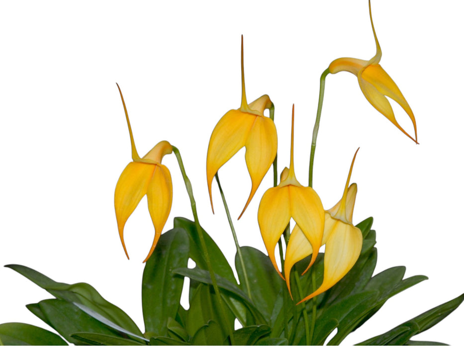 Masdevallia Denis Roessiger 'Sol Andino'