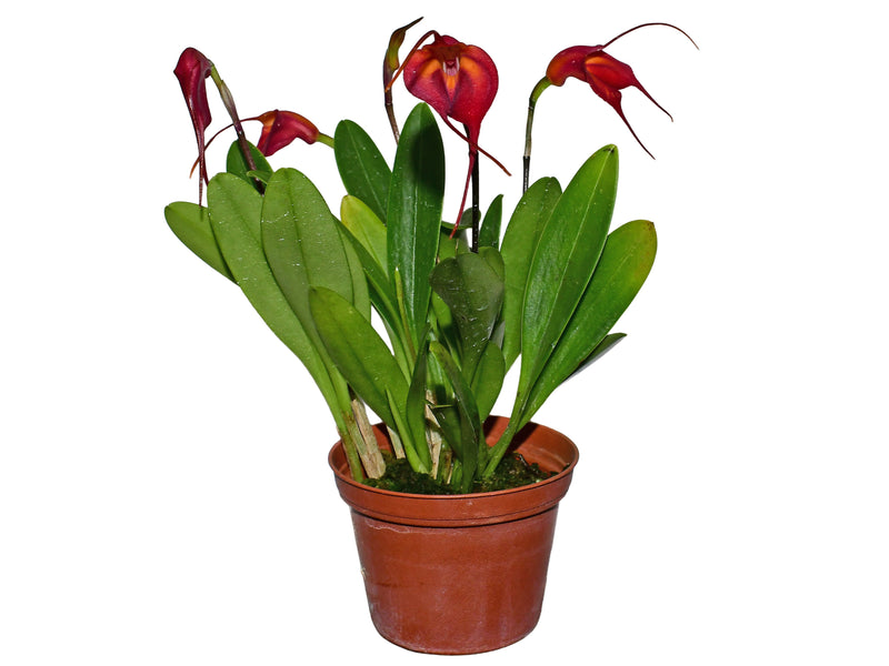 Masdevallia Devil's Heart