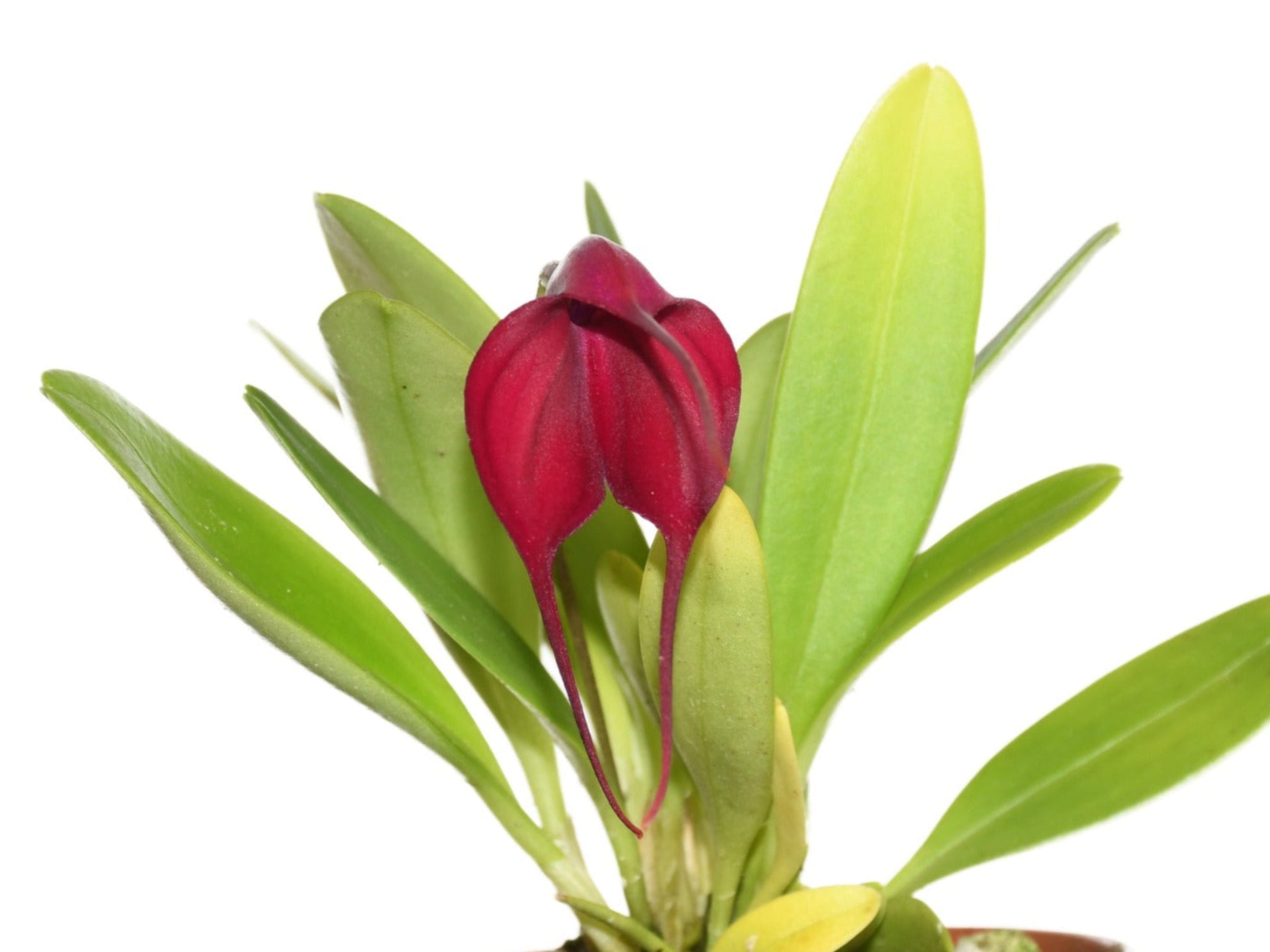 Masdevallia Devil's Heart - Cool Growing Hybrid Orchid