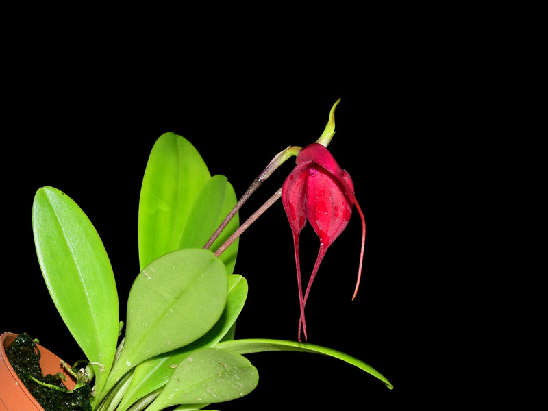 Masdevallia Devil's Heart