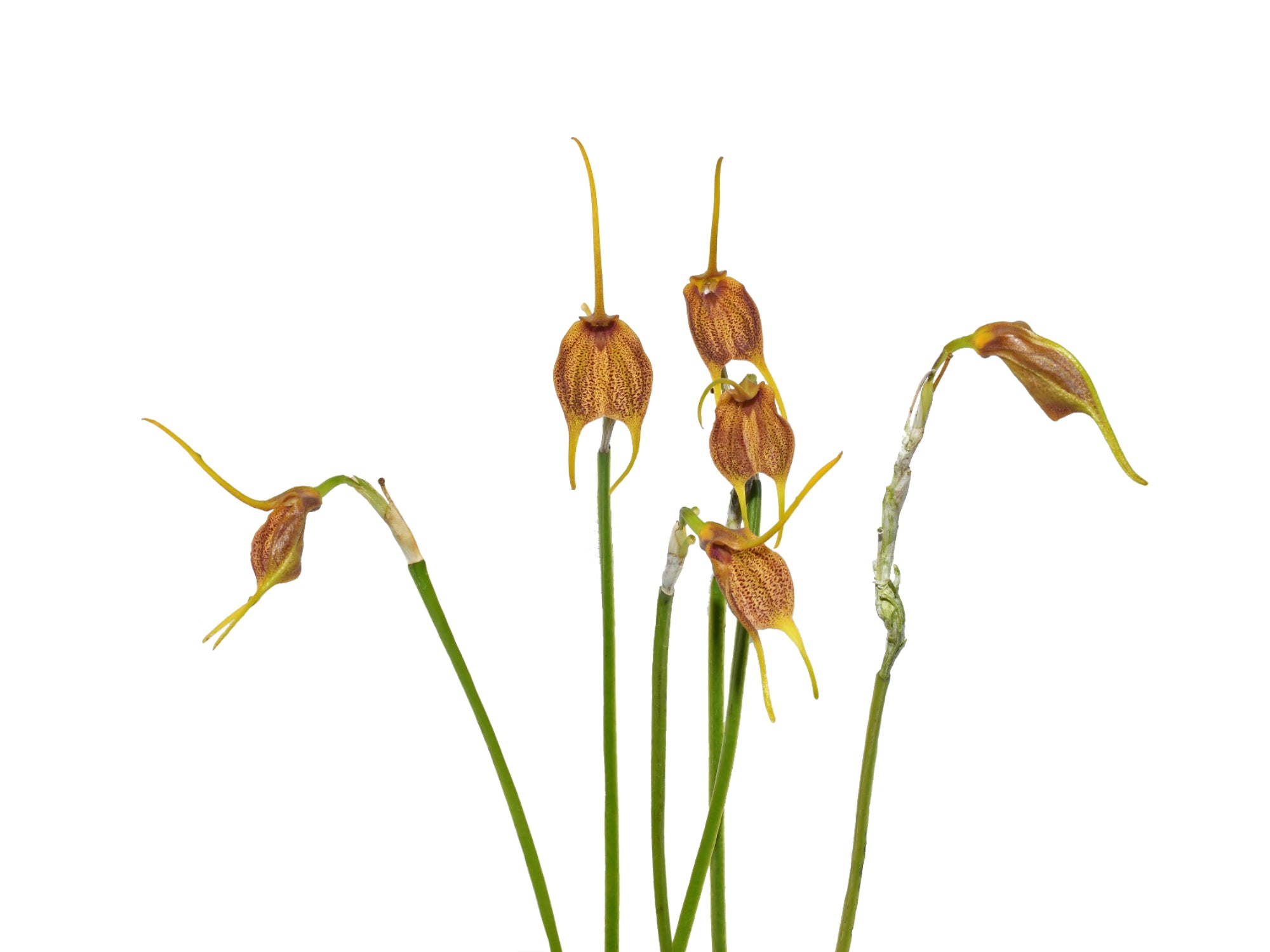 Masdevallia Diego Bogarin