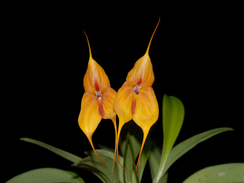 Masdevallia Don Cuni