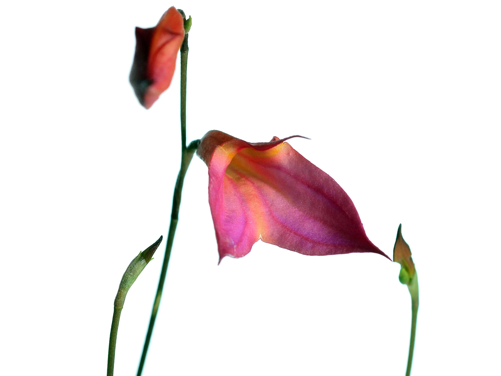Masdevallia Dona Maquito
