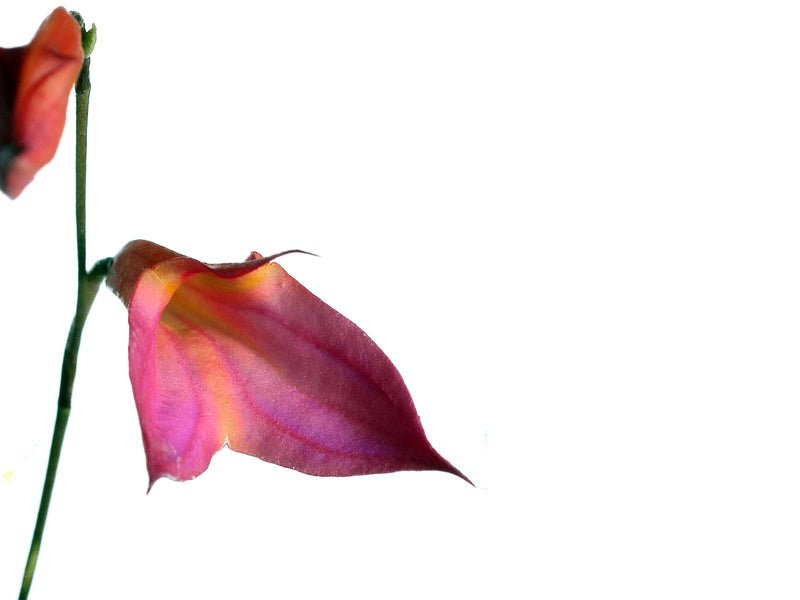 Masdevallia Dona Maquito