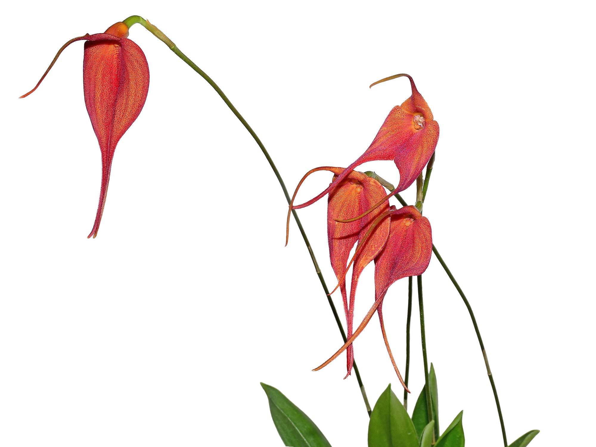 Masdevallia Dragon Gem
