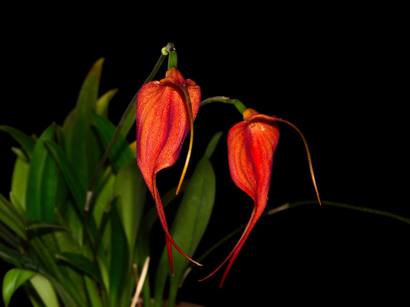 Masdevallia Dragon Gem