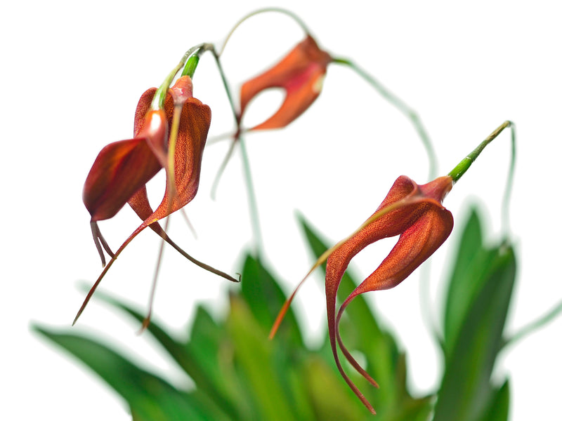 Masdevallia Dragon Gem