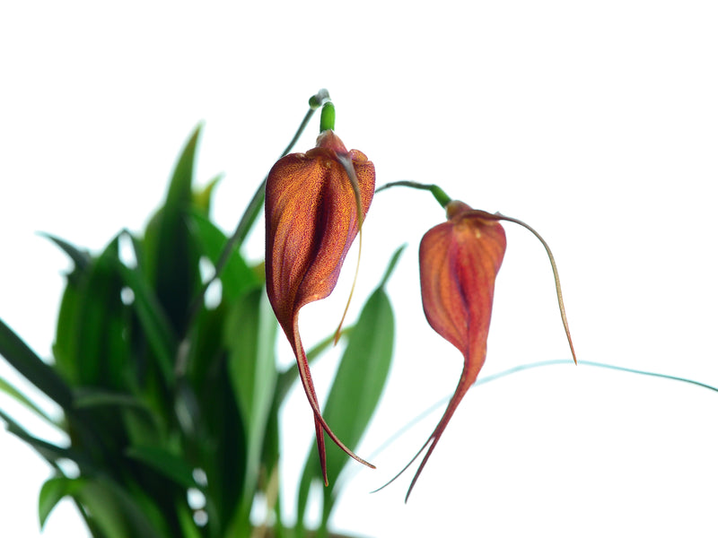 Masdevallia Dragon Gem