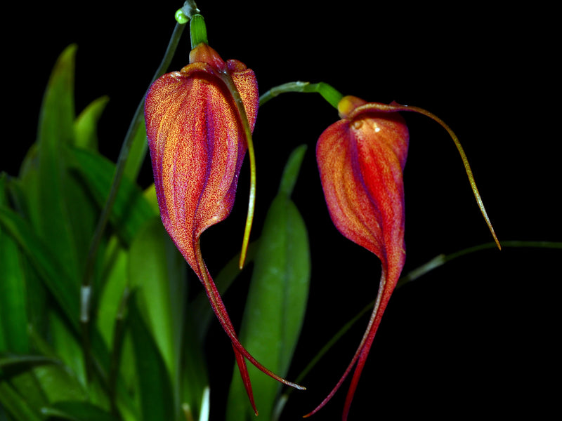 Masdevallia Dragon Gem