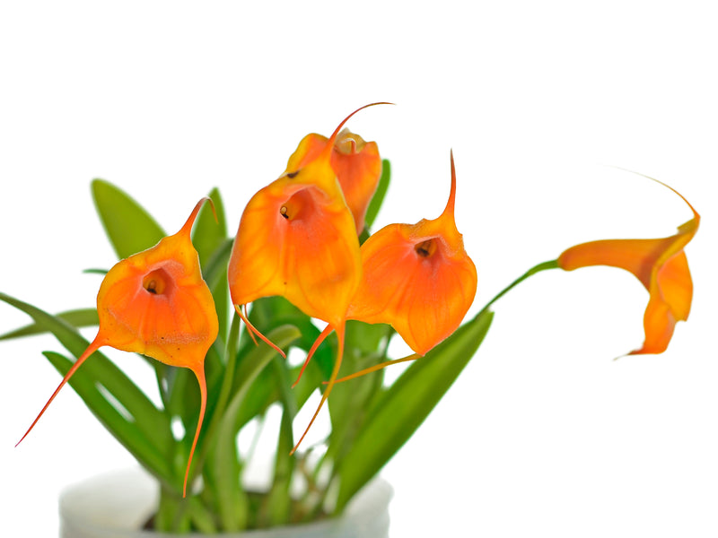 Masdevallia Elizabeth Yanza