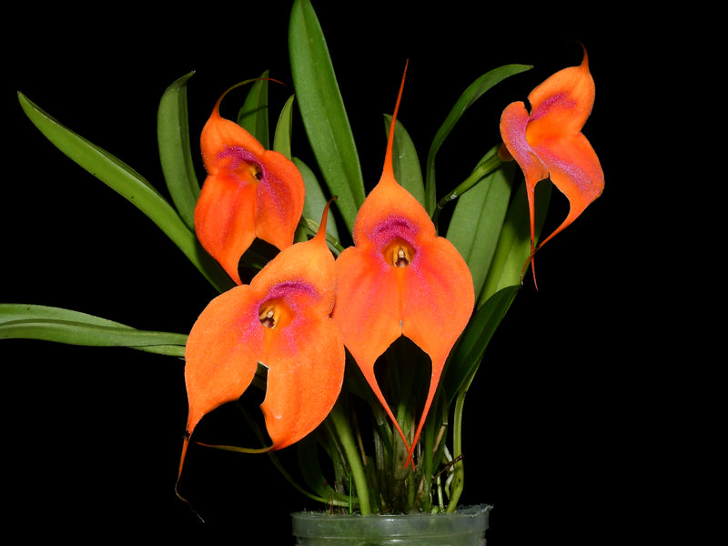 Masdevallia Elizabeth Yanza