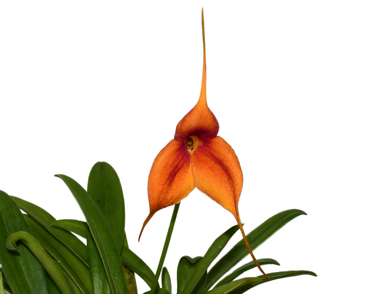 Masdevallia Ivanne