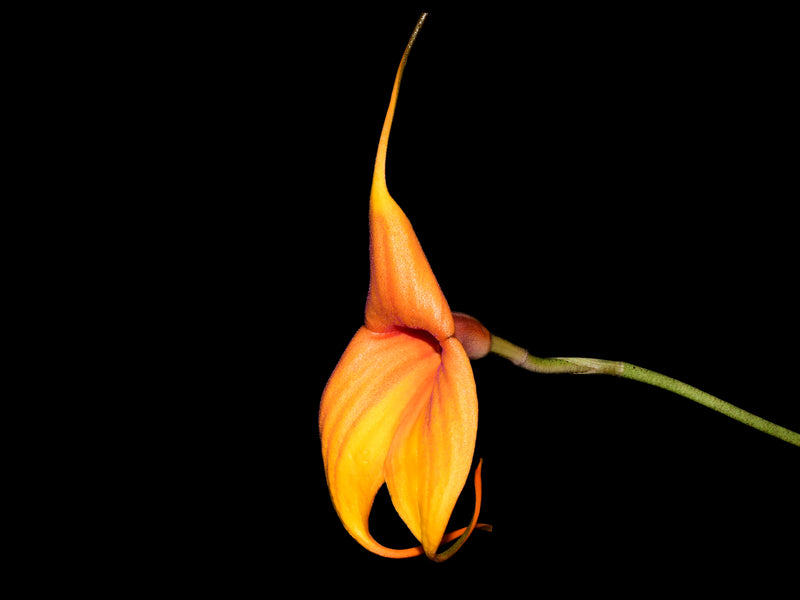 Masdevallia Ivanne