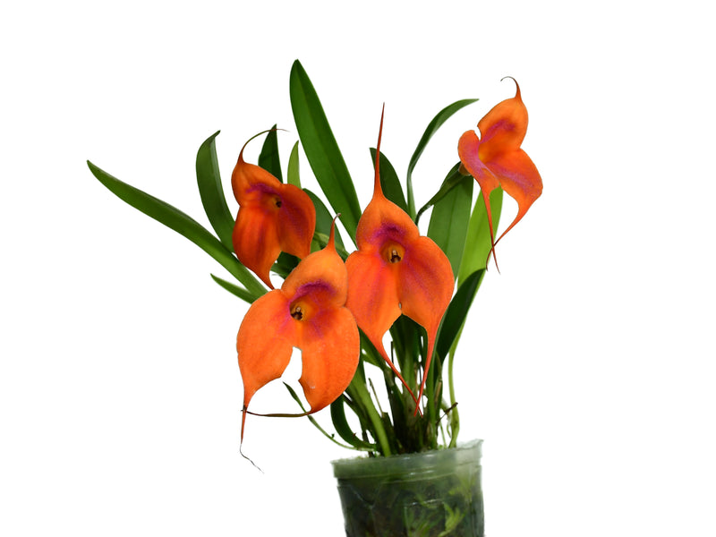 Masdevallia Elizabeth Yanza