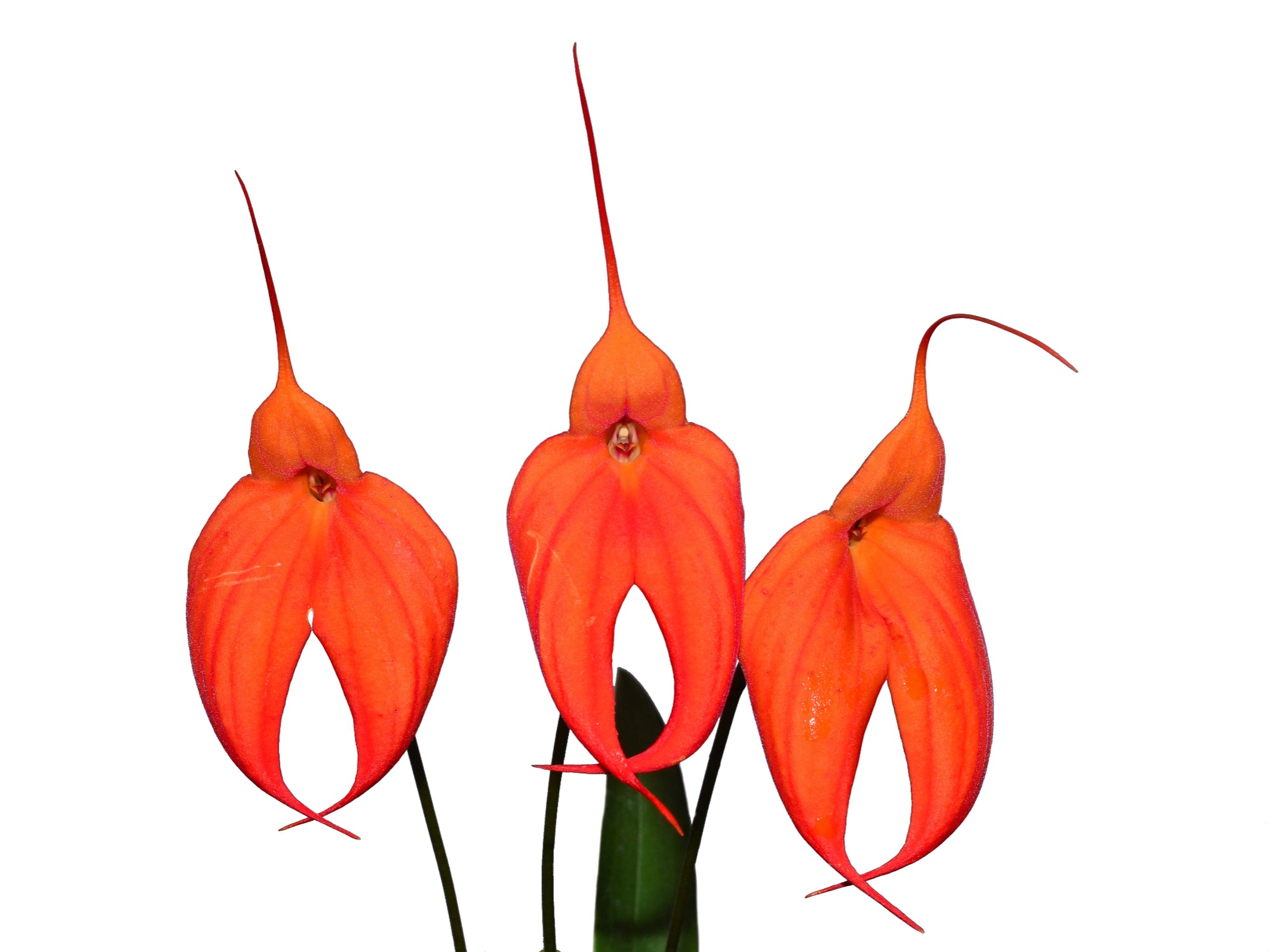 Masdevallia Ellisiana