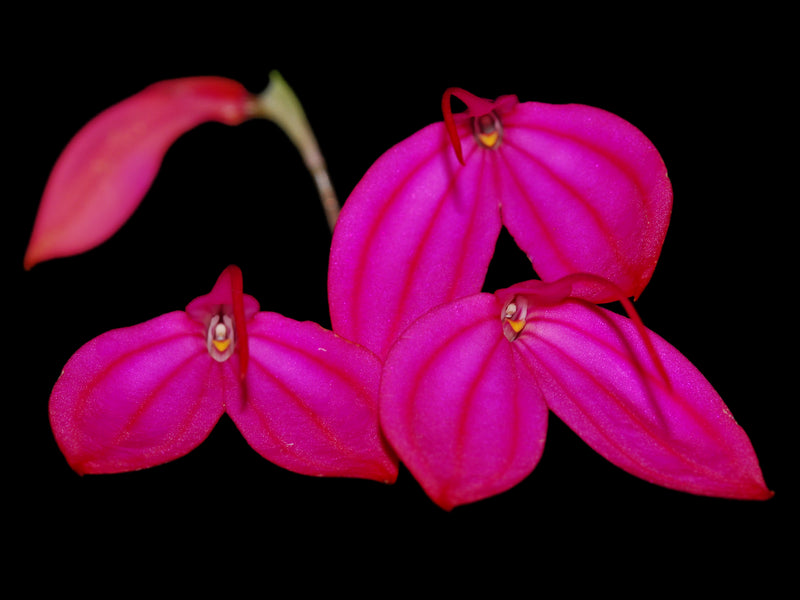 Masdevallia Ellisiana