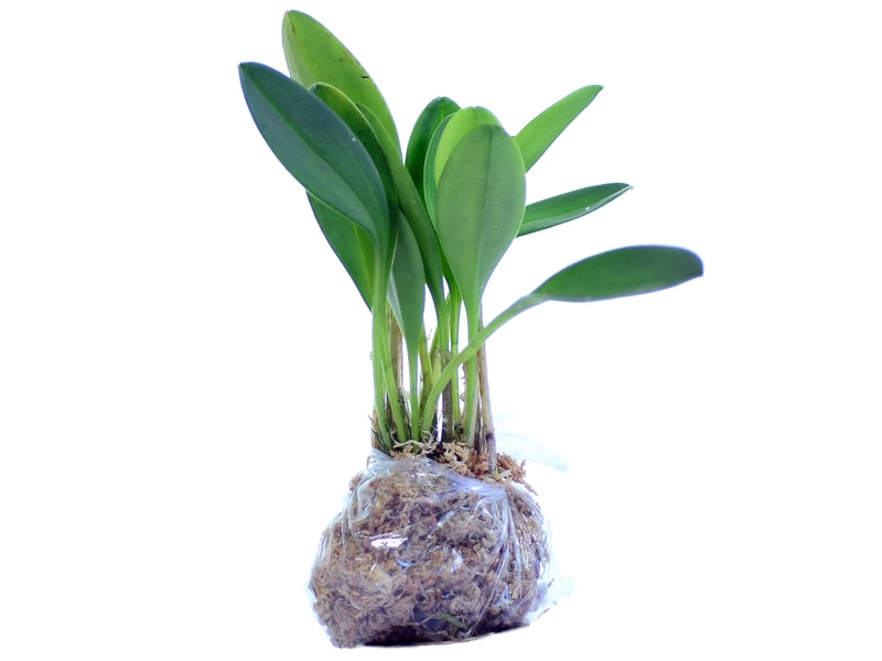 Masdevallia Ellisiana