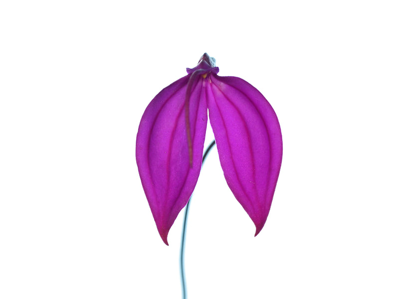 Masdevallia Ellisiana