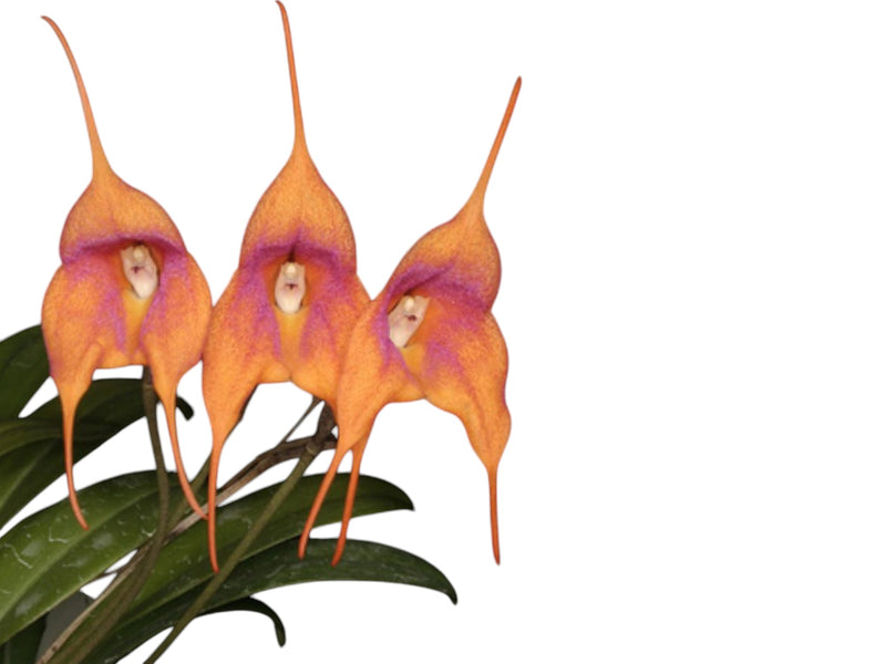 Masdevallia Elven Copper