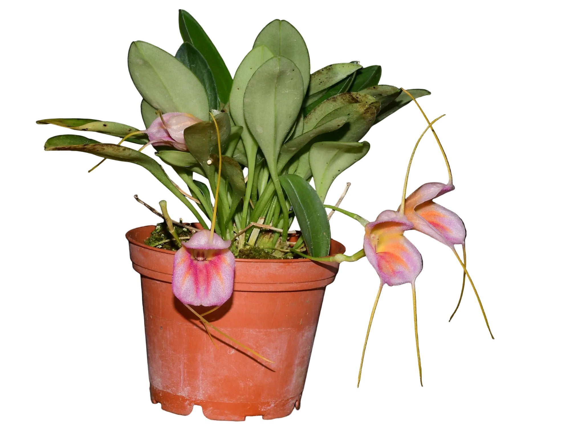 Masdevallia Enrique Leon