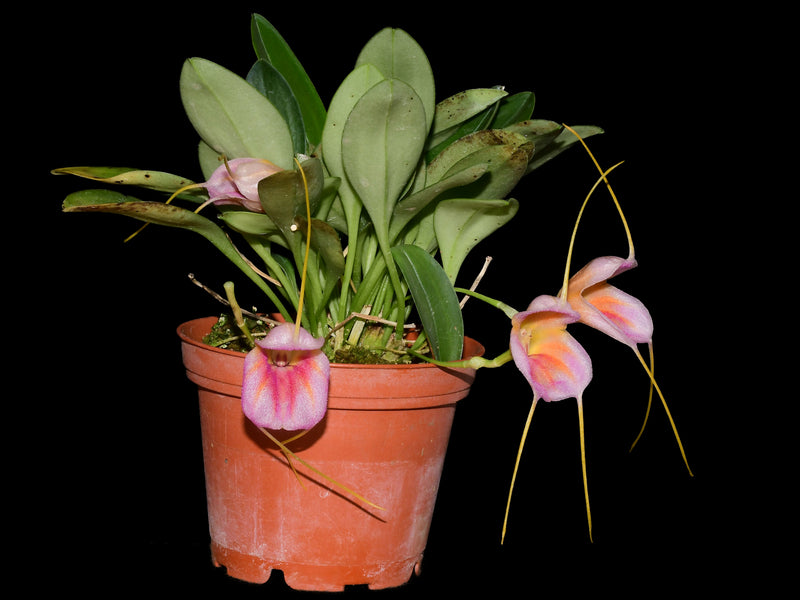 Masdevallia Enrique Leon