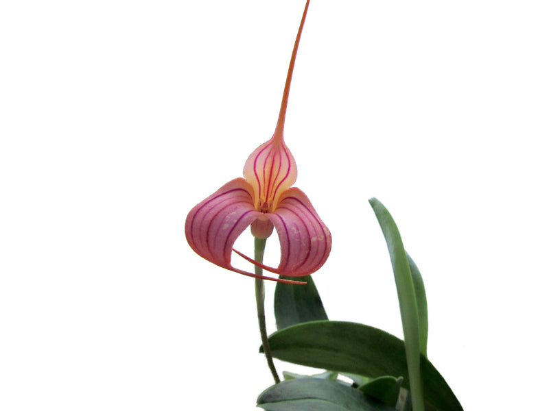 Masdevallia Evelina Serrano de konanz