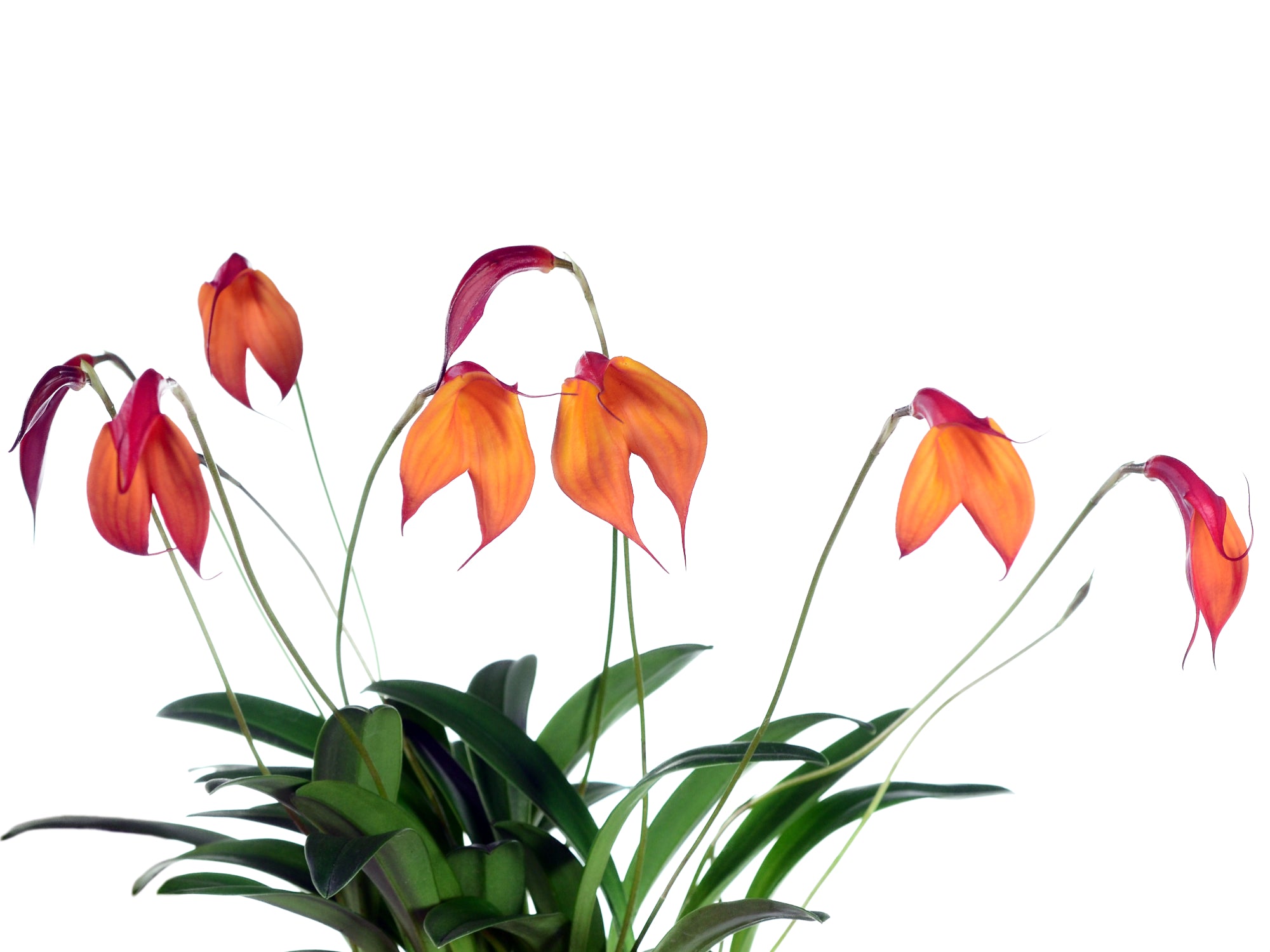 Masdevallia Falcata - Cool Growing Hybrid Orchid — Ecuagenera