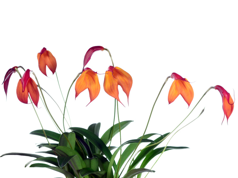 Masdevallia Falcata