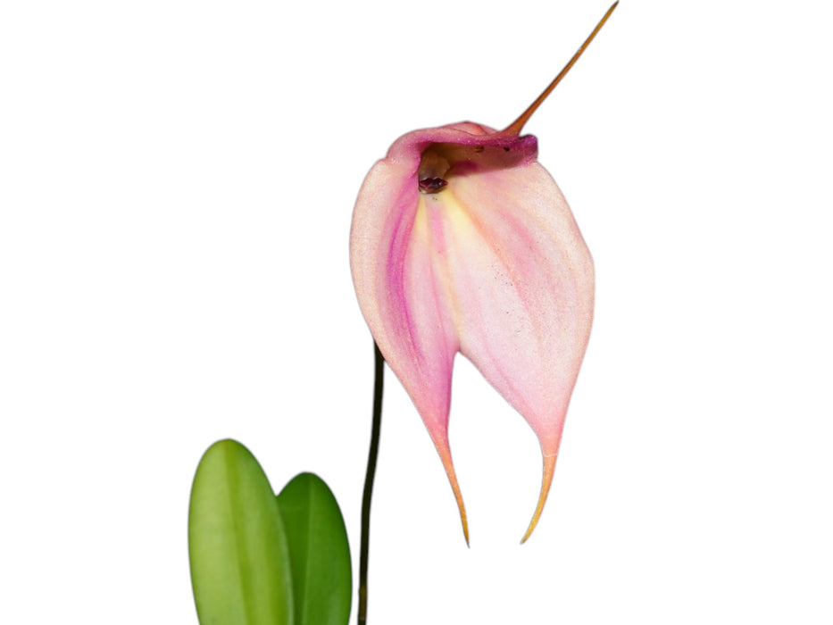 Masdevallia Falcata x Masdevallia MacInnes' Golden Heart H12