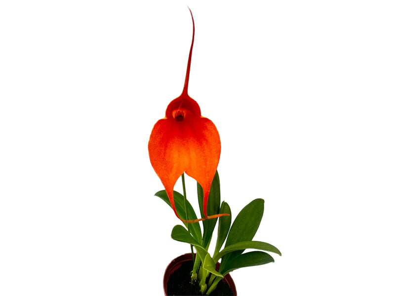 Masdevallia Fernando Bermeo