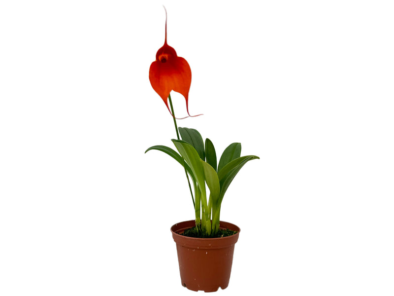 Masdevallia Fernando Bermeo
