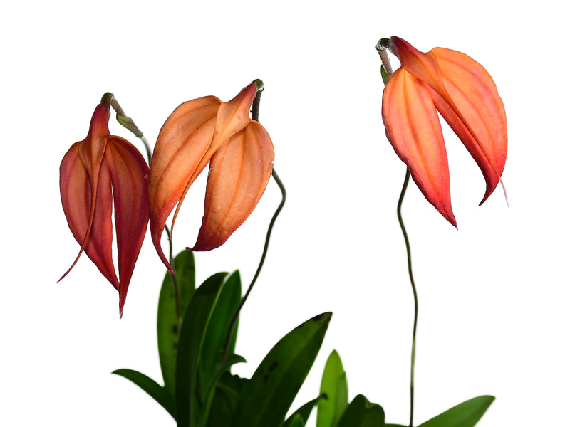 Masdevallia Fran Ault