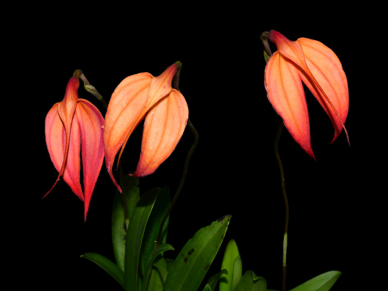 Masdevallia Fran Ault