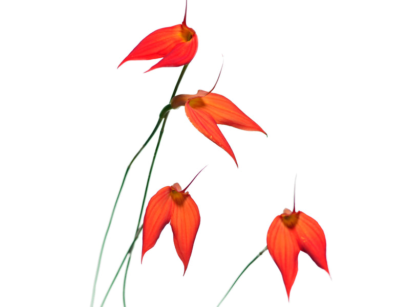 Masdevallia Fran Ault