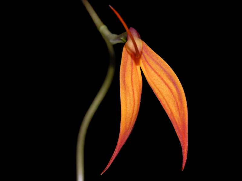 Masdevallia Fran Ault