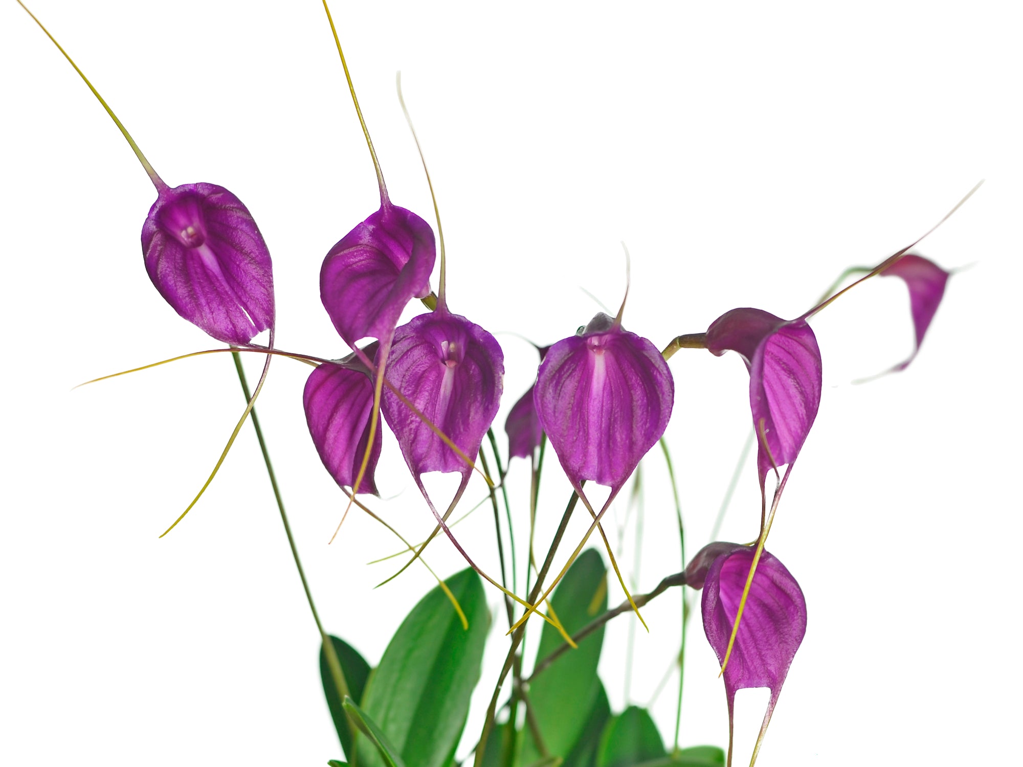 ファビュラスシャイン Masdevallia Fuchsia Dawn - Cool Growing Hybrid Orchid — Ecuagenera