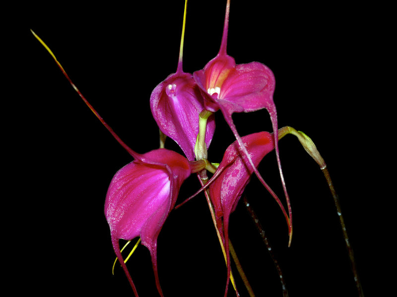Masdevallia Fuchsia Dawn