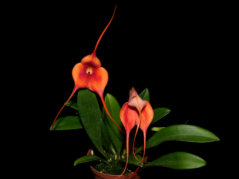 Masdevallia Gold Dust
