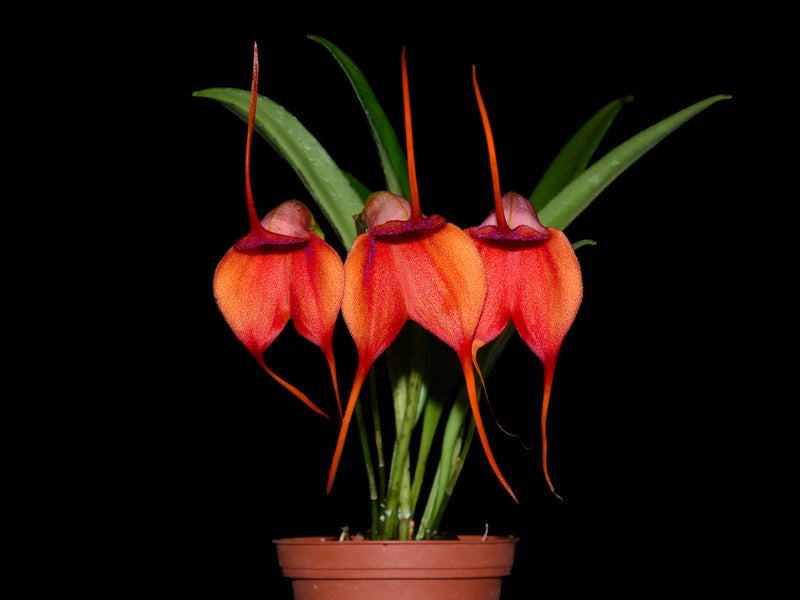 Masdevallia Gold Dust