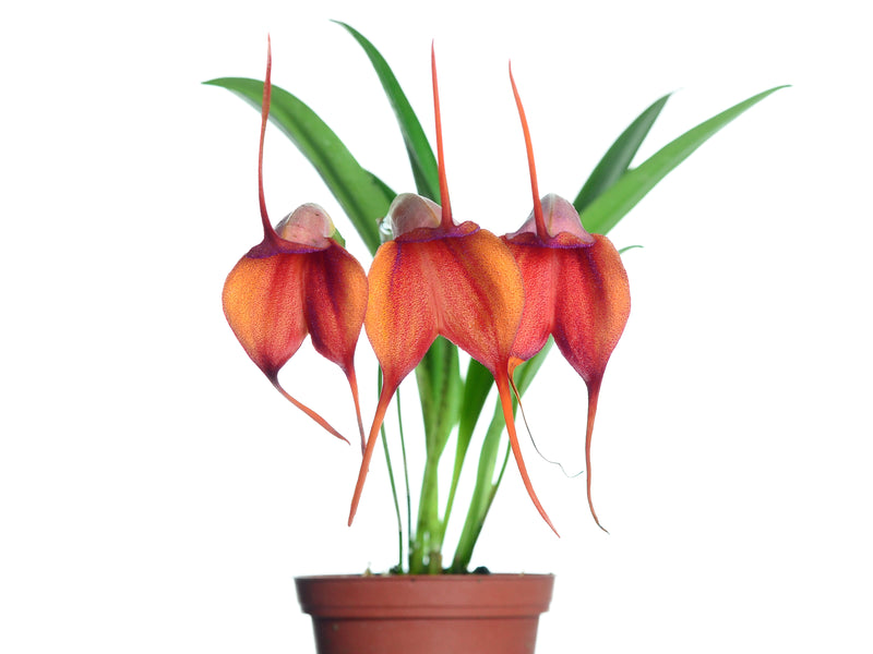 Masdevallia Gold Dust