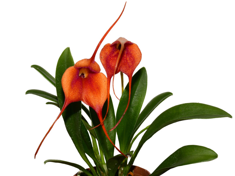 Masdevallia Gold Dust