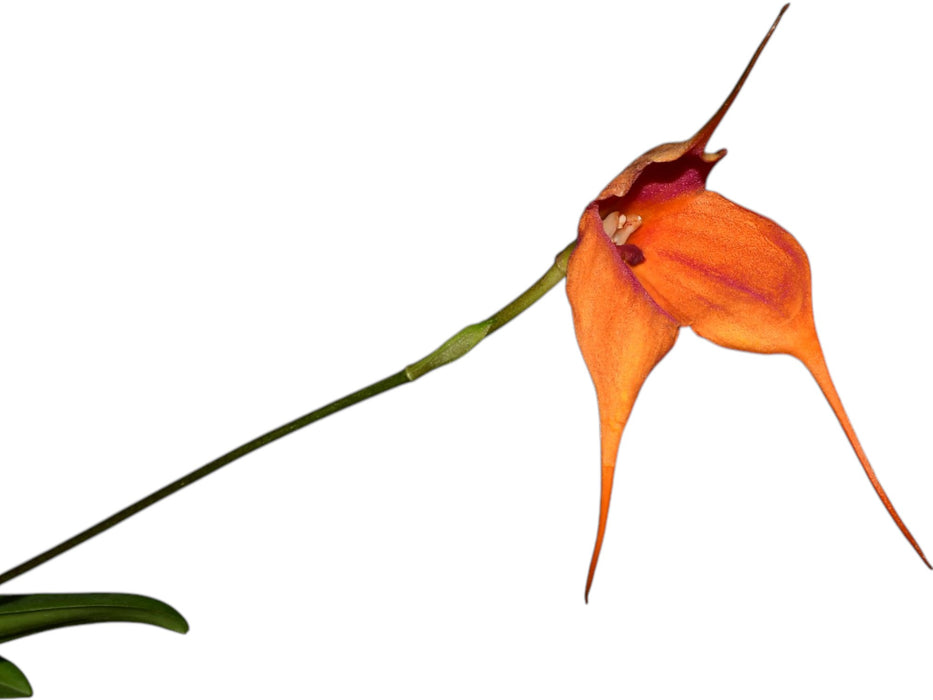 Masdevallia Gold Dust x Dracula gigas xanthina