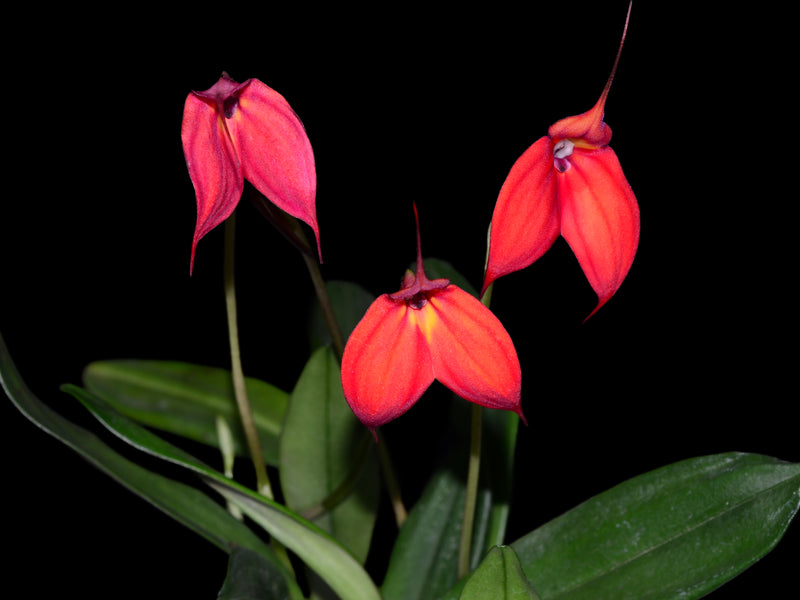 Masdevallia Gypsy